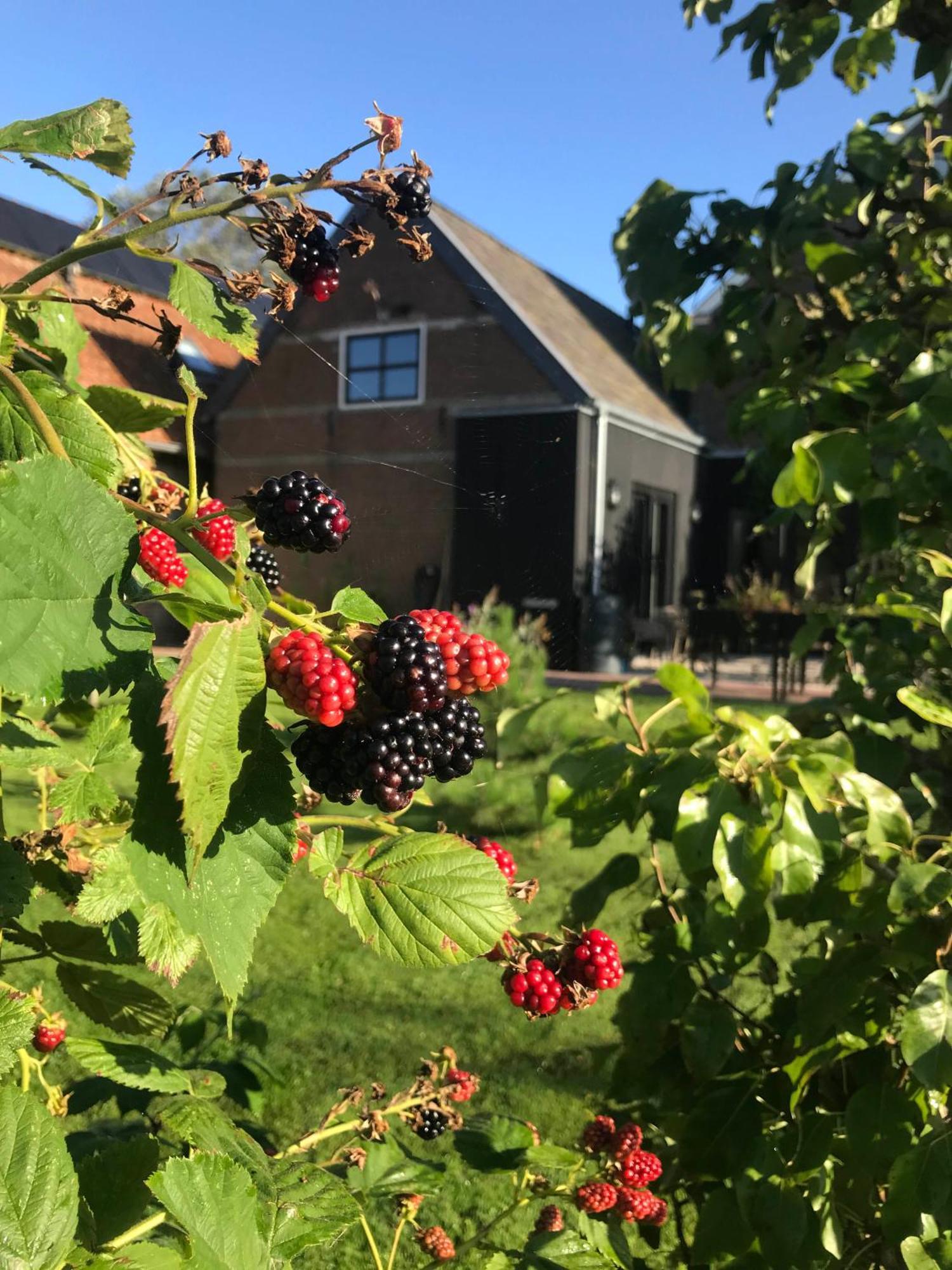 B&B De Pastorie Bij Dokkum Reitsum Luaran gambar