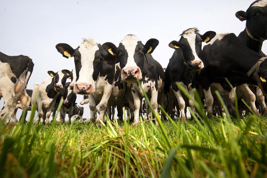 B&B De Pastorie Bij Dokkum Reitsum Luaran gambar