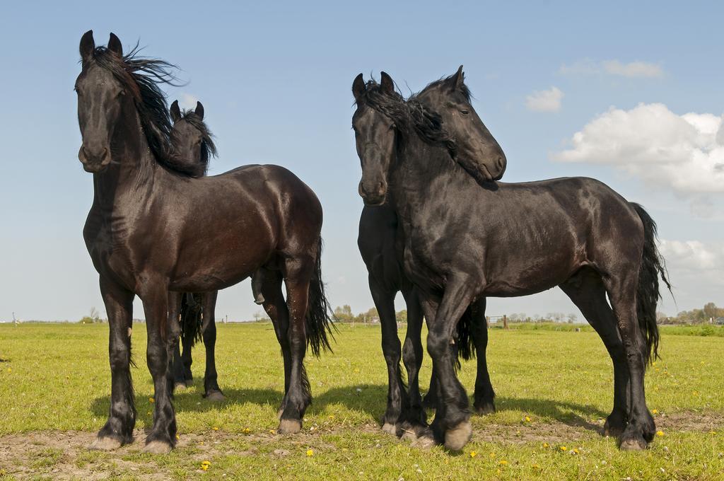 B&B De Pastorie Bij Dokkum Reitsum Luaran gambar